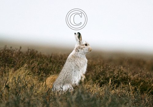 Mountain or Blue Hare DM0745